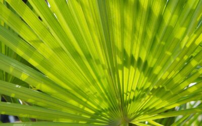 La Serenoa Repens per i capelli