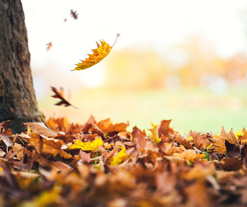 caduta dei capelli in autunno